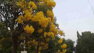 Tabebuya Kuning Pemalang