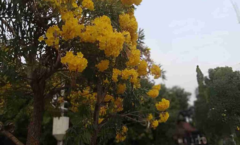 Tabebuya Kuning Pemalang