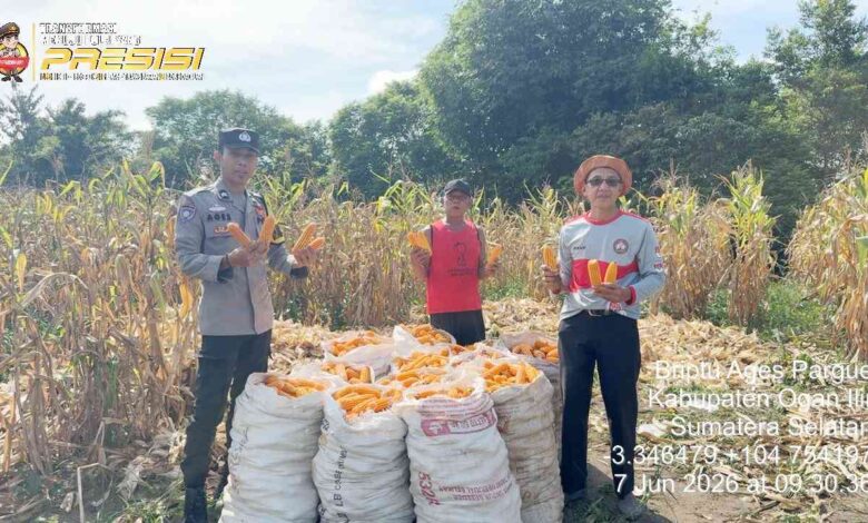 Sinergi Polsek Tanjung Raja, Pemerintah Desa dan Kelompok Tani Sukseskan Panen Jagung di Desa Belanti