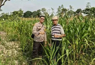 Polri Hadir Dampingi Petani, Polsek Pemulutan Monitor Pertumbuhan Jagung Pipil di Ulak Kembahang I