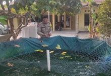 Dukung Ketahanan Pangan, Polsek Rantau Alai Monitoring Budidaya Ikan Patin