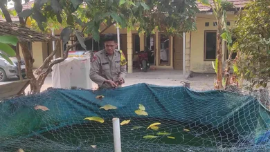 Dukung Ketahanan Pangan, Polsek Rantau Alai Monitoring Budidaya Ikan Patin