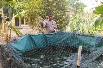 Polsek Rantau Alai Dorong Ketahanan Pangan Lewat Budidaya Ikan Patin