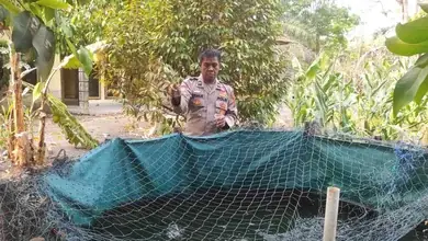 Polsek Rantau Alai Dorong Ketahanan Pangan Lewat Budidaya Ikan Patin