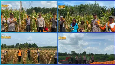 Polsek Tanjung Raja Bersama Gapoktan Panen Jagung, Dukung Ketahanan Pangan Nasional
