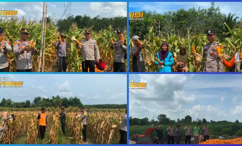 Polsek Tanjung Raja Bersama Gapoktan Panen Jagung, Dukung Ketahanan Pangan Nasional