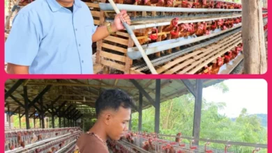 Foto pendukung berita Adryan Dwi Ikwana Lulusan Polbangtan Medan Sukses Beternak Ayam Petelur
