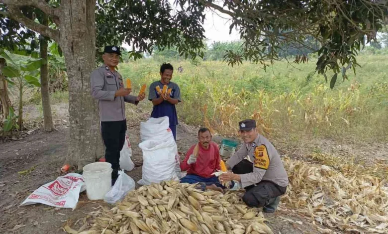 Foto pendukung berita Dukung Ketahanan Pangan Nasional, Polsek Pemulutan Bersama Kelompok Tani Panen Jagung Pipil di Ulak Kembahang I